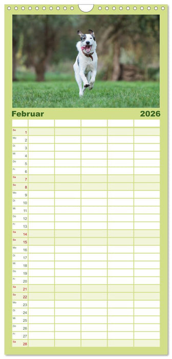 Fröhliche Hunde (CALVENDO Familienplaner 2026)