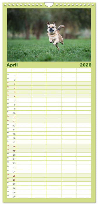 Fröhliche Hunde (CALVENDO Familienplaner 2026)