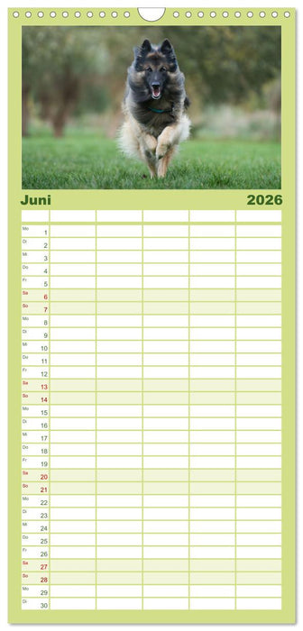 Fröhliche Hunde (CALVENDO Familienplaner 2026)