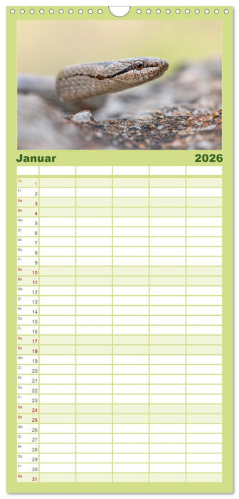 Schlangen - Portraits europäischer Arten (CALVENDO Familienplaner 2026)