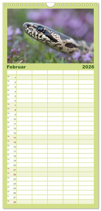 Schlangen - Portraits europäischer Arten (CALVENDO Familienplaner 2026)