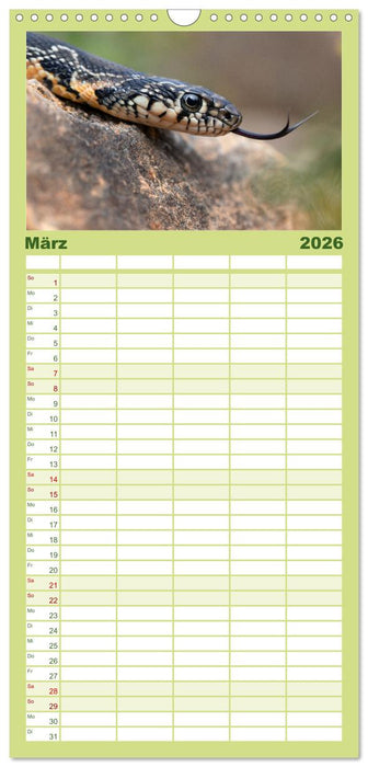 Schlangen - Portraits europäischer Arten (CALVENDO Familienplaner 2026)