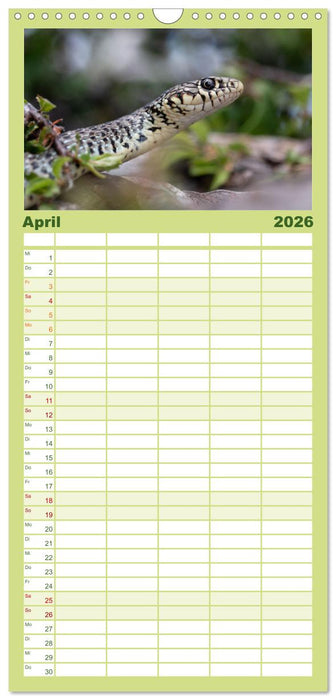 Schlangen - Portraits europäischer Arten (CALVENDO Familienplaner 2026)