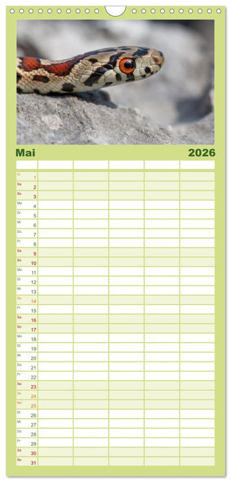 Schlangen - Portraits europäischer Arten (CALVENDO Familienplaner 2026)