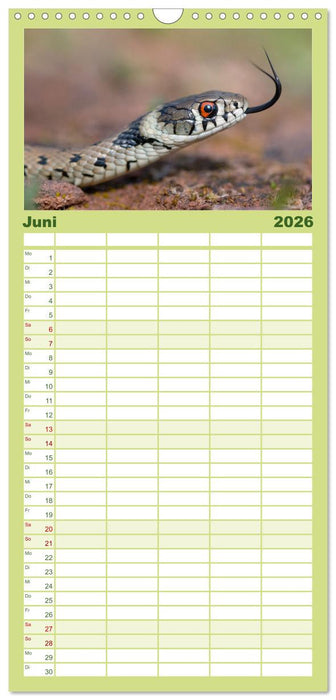 Schlangen - Portraits europäischer Arten (CALVENDO Familienplaner 2026)