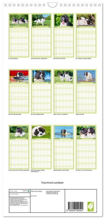 Traumhund Landseer (CALVENDO Familienplaner 2026)