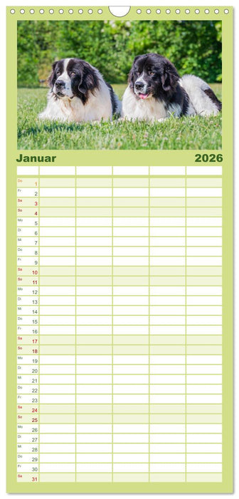 Traumhund Landseer (CALVENDO Familienplaner 2026)