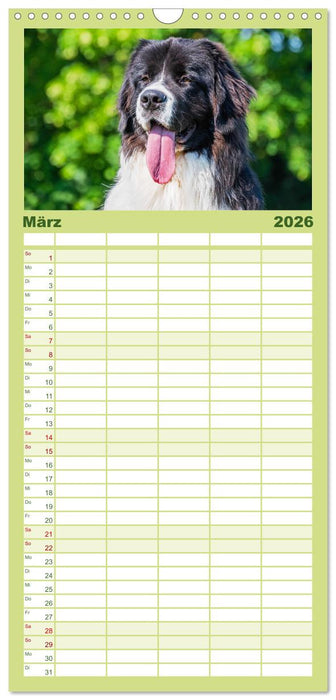 Traumhund Landseer (CALVENDO Familienplaner 2026)