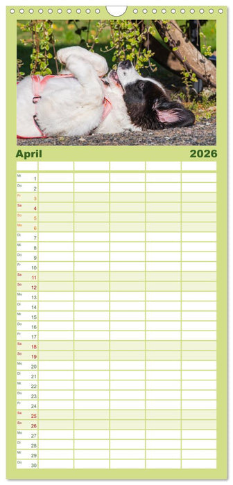 Traumhund Landseer (CALVENDO Familienplaner 2026)