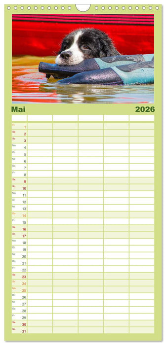 Traumhund Landseer (CALVENDO Familienplaner 2026)