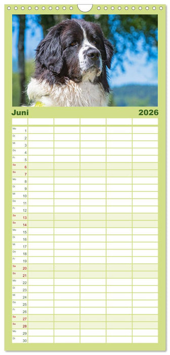 Traumhund Landseer (CALVENDO Familienplaner 2026)