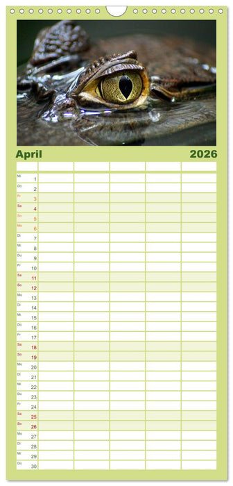 Reptilien & Amphibien Portraits (CALVENDO Familienplaner 2026)