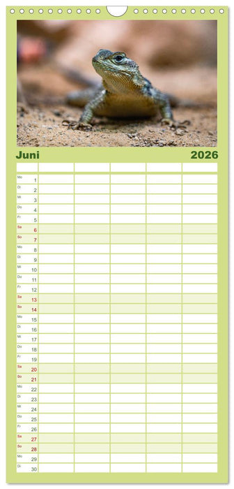 Reptilien & Amphibien Portraits (CALVENDO Familienplaner 2026)