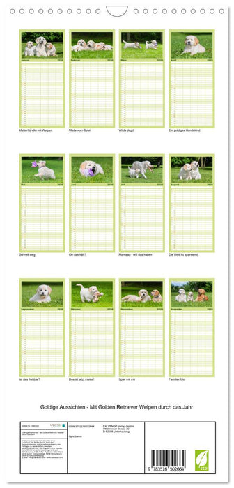 Goldige Aussichten - Mit Golden Retriever Welpen durch das Jahr (CALVENDO Familienplaner 2026)