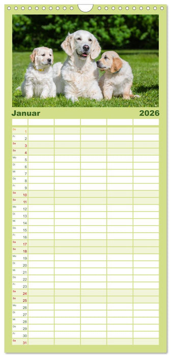 Goldige Aussichten - Mit Golden Retriever Welpen durch das Jahr (CALVENDO Familienplaner 2026)