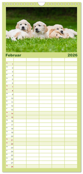 Goldige Aussichten - Mit Golden Retriever Welpen durch das Jahr (CALVENDO Familienplaner 2026)