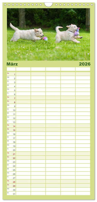 Goldige Aussichten - Mit Golden Retriever Welpen durch das Jahr (CALVENDO Familienplaner 2026)
