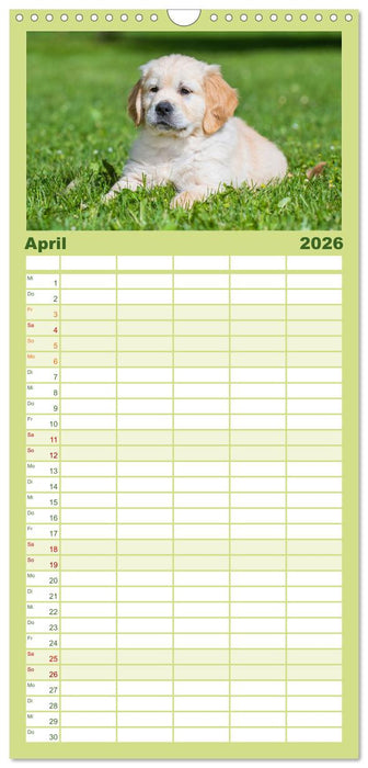 Goldige Aussichten - Mit Golden Retriever Welpen durch das Jahr (CALVENDO Familienplaner 2026)