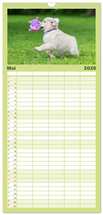 Goldige Aussichten - Mit Golden Retriever Welpen durch das Jahr (CALVENDO Familienplaner 2026)