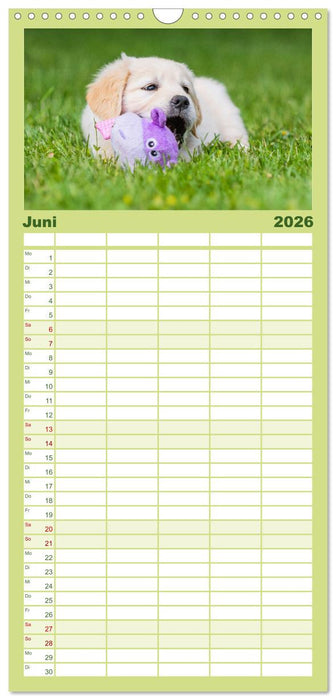 Goldige Aussichten - Mit Golden Retriever Welpen durch das Jahr (CALVENDO Familienplaner 2026)