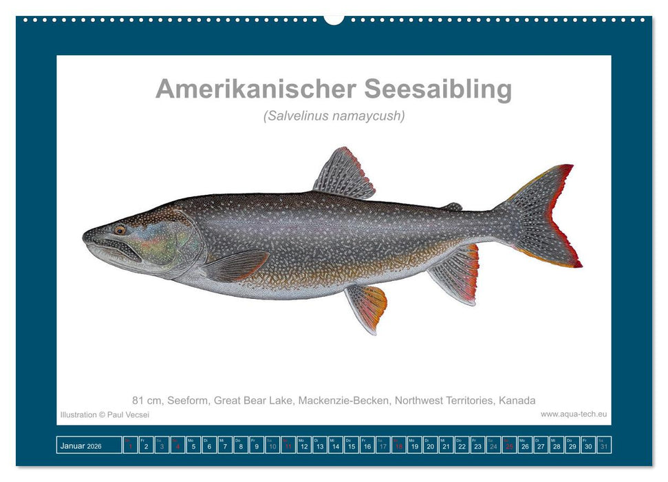 Fisch als Kunst 2026: Amerikanische Saiblinge (CALVENDO Wandkalender 2026)