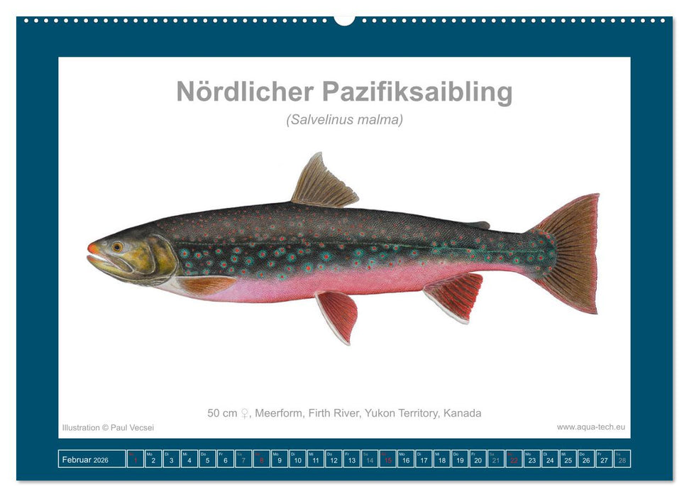 Fisch als Kunst 2026: Amerikanische Saiblinge (CALVENDO Wandkalender 2026)