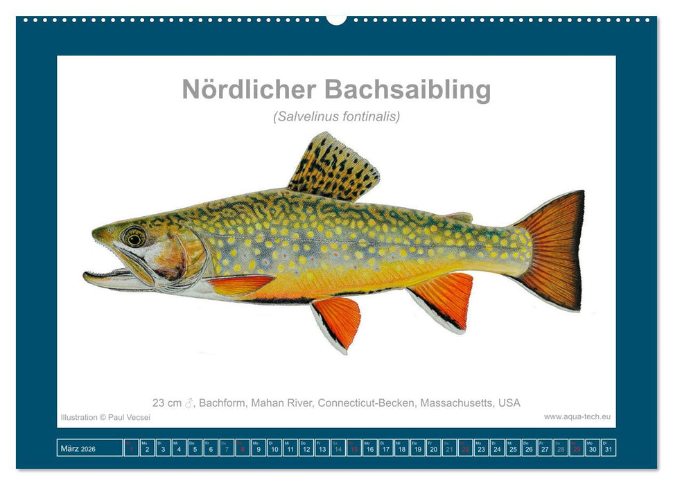 Fisch als Kunst 2026: Amerikanische Saiblinge (CALVENDO Wandkalender 2026)