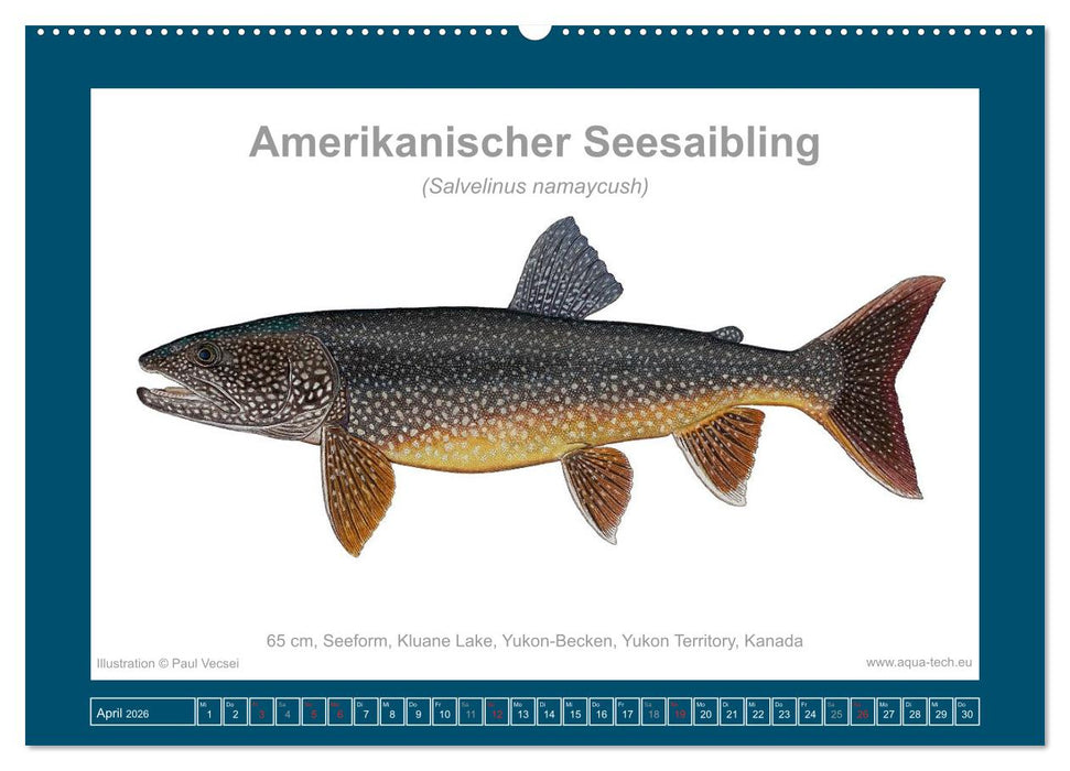 Fisch als Kunst 2026: Amerikanische Saiblinge (CALVENDO Wandkalender 2026)