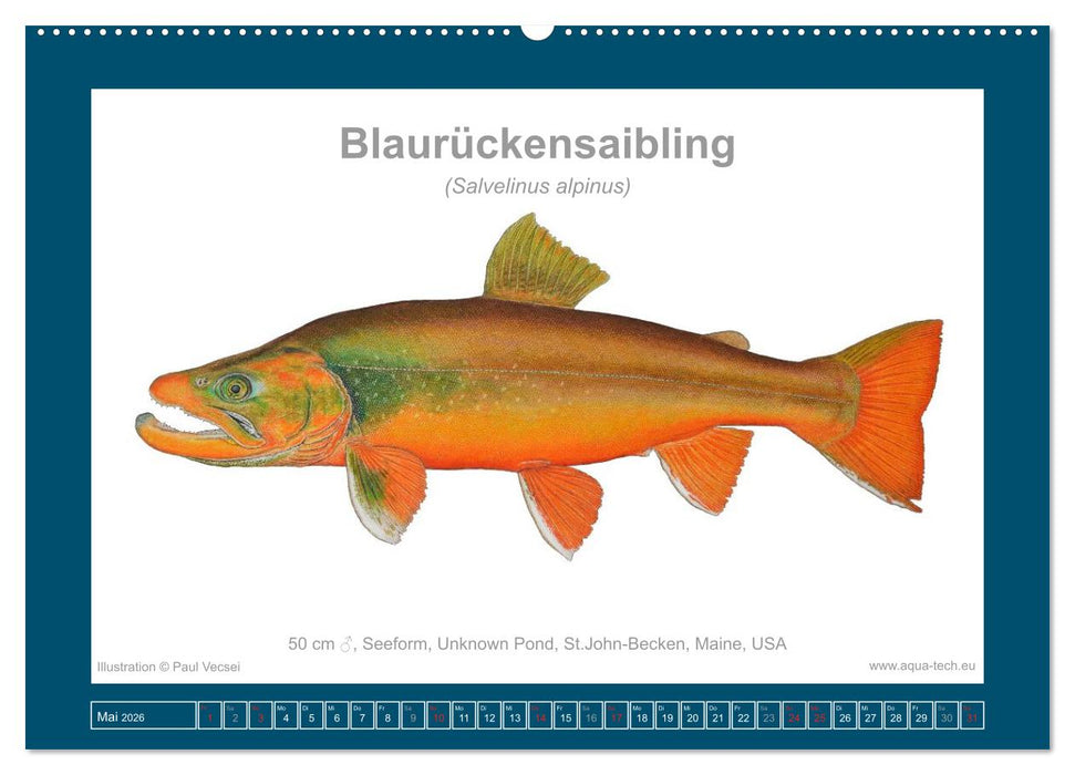 Fisch als Kunst 2026: Amerikanische Saiblinge (CALVENDO Wandkalender 2026)
