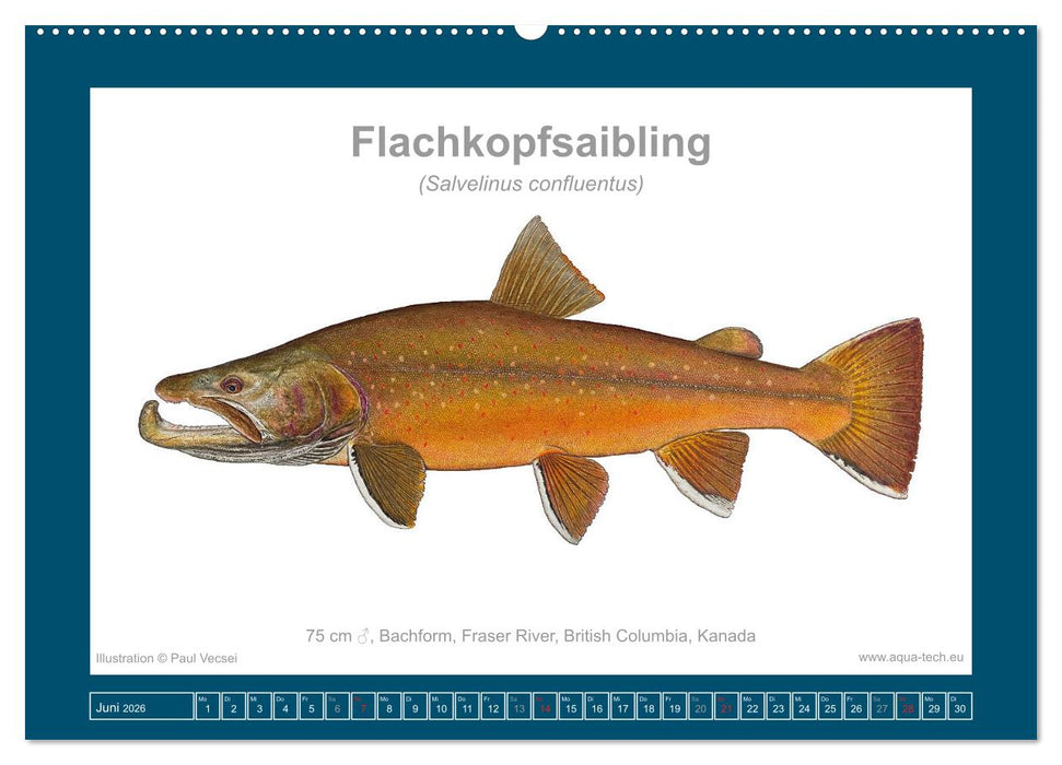 Fisch als Kunst 2026: Amerikanische Saiblinge (CALVENDO Wandkalender 2026)