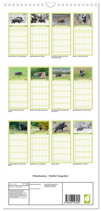 Wildschweine – Wildlife Fotografien (CALVENDO Familienplaner 2026)