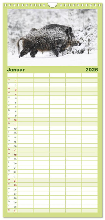 Wildschweine – Wildlife Fotografien (CALVENDO Familienplaner 2026)