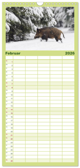 Wildschweine – Wildlife Fotografien (CALVENDO Familienplaner 2026)