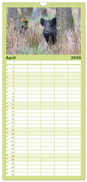 Wildschweine – Wildlife Fotografien (CALVENDO Familienplaner 2026)