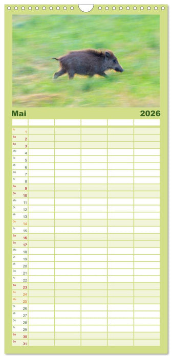 Wildschweine – Wildlife Fotografien (CALVENDO Familienplaner 2026)