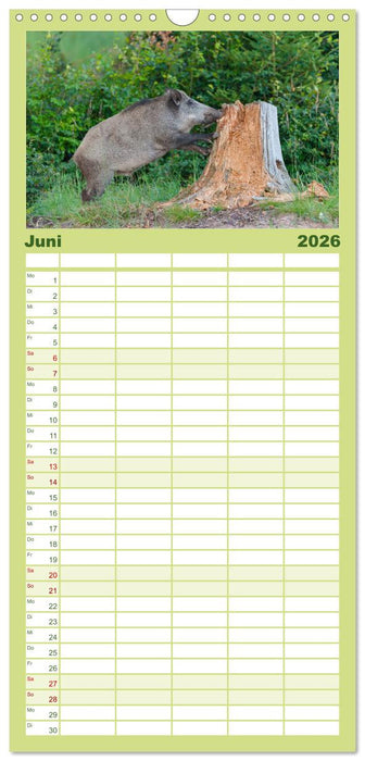 Wildschweine – Wildlife Fotografien (CALVENDO Familienplaner 2026)