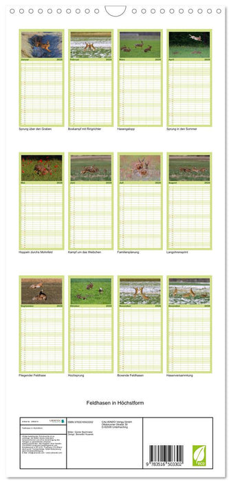 Feldhasen in Höchstform (CALVENDO Familienplaner 2026)