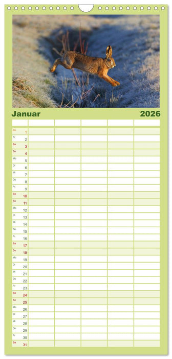 Feldhasen in Höchstform (CALVENDO Familienplaner 2026)