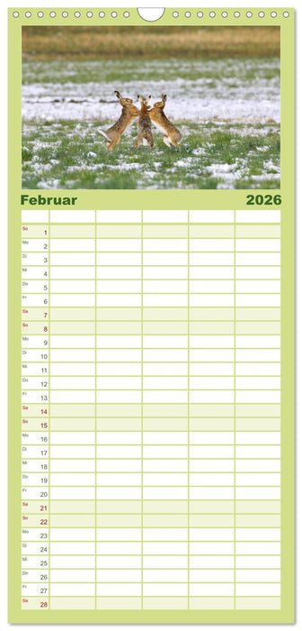 Feldhasen in Höchstform (CALVENDO Familienplaner 2026)