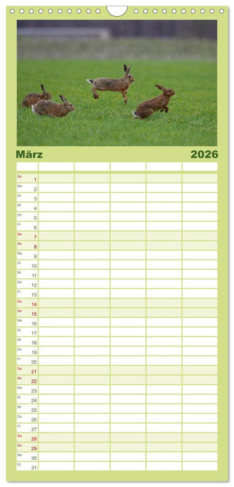 Feldhasen in Höchstform (CALVENDO Familienplaner 2026)
