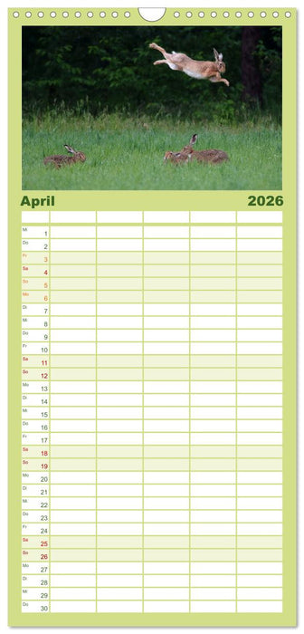 Feldhasen in Höchstform (CALVENDO Familienplaner 2026)