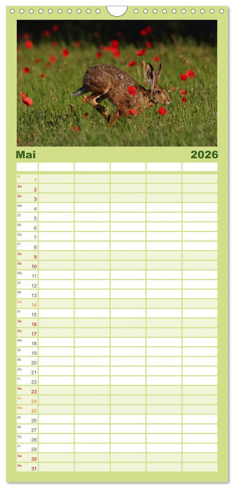 Feldhasen in Höchstform (CALVENDO Familienplaner 2026)