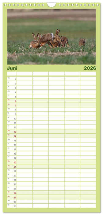 Feldhasen in Höchstform (CALVENDO Familienplaner 2026)