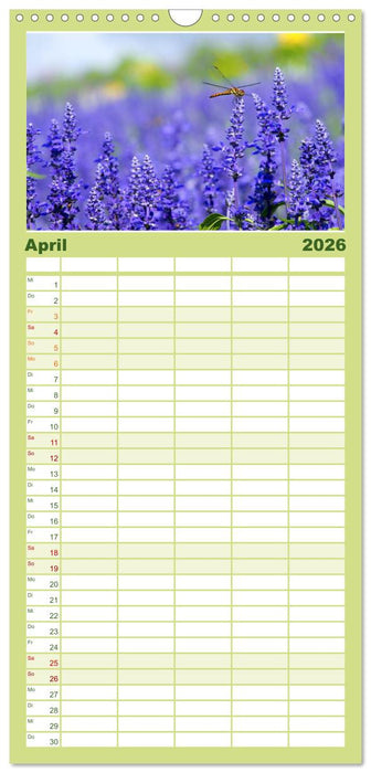 Lavendel - Die violette Wunderblume (CALVENDO Familienplaner 2026)