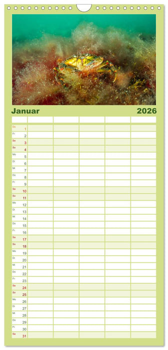 Unter Wasser rund um Fehmarn (CALVENDO Familienplaner 2026)