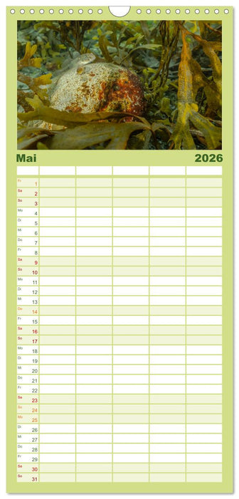 Unter Wasser rund um Fehmarn (CALVENDO Familienplaner 2026)