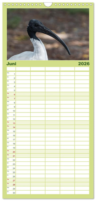 Ein Tag in Sydney - eine etwas andere Sicht (CALVENDO Familienplaner 2026)