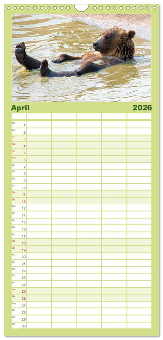 Bären - Pandas, Grizzlybären und Co. (CALVENDO Familienplaner 2026)
