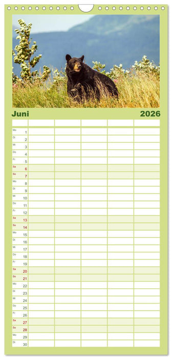 Bären - Pandas, Grizzlybären und Co. (CALVENDO Familienplaner 2026)