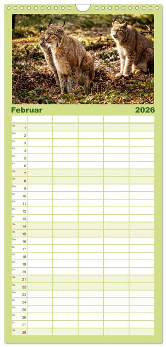 Der Luchs - Begegnungen mit einer Raubkatze (CALVENDO Familienplaner 2026)